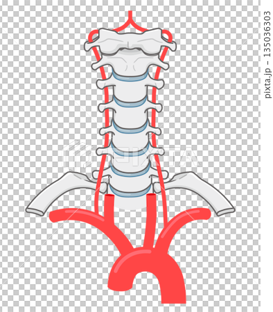 Vertebral arteries, arteries in the neck illustration Vertebral arteries, arteries in the neck illustration 135036303