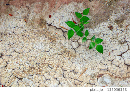 The dry, cracked soil has tiny green plants trying to grow in the arid landscape during the day. The dry, cracked soil has tiny green plants trying to grow in the arid landscape during the day. 135036358