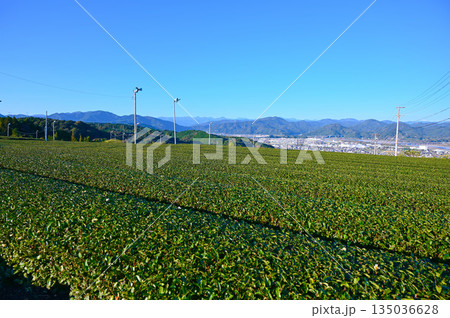 金谷の茶畑　眺め　島田市 135036628