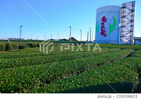 金谷の茶畑　島田市 135036631
