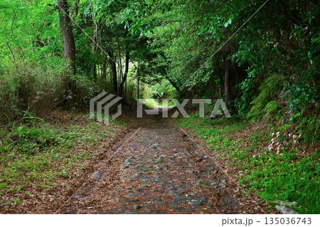 東海道五十三次・箱根宿三島宿側石畳終盤 135036743