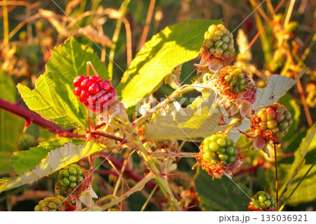 New Zealand Wild Black Berry But Still Red New Zealand Wild Black Berry But Still Red 135036921