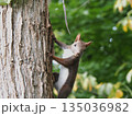 かわいいエゾリスのいる公園 135036982