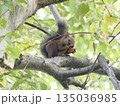 かわいいエゾリスのいる公園 135036985