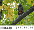 かわいいエゾリスのいる公園 135036986