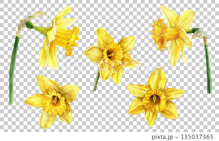 Watercolor illustration set of yellow daffodils isolated on white background, spring floral design elements Watercolor illustration set of yellow daffodils isolated on white background, spring floral design elements 135037365