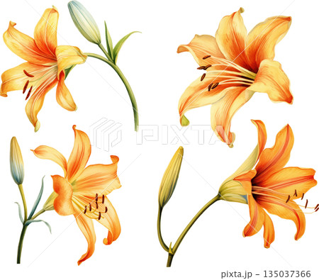 白背景に隔離されたオレンジ色のユリの水彩画イラストセット、優雅な百合の花のデザイン素材 白背景に隔離されたオレンジ色のユリの水彩画イラストセット、優雅な百合の花のデザイン素材 135037366