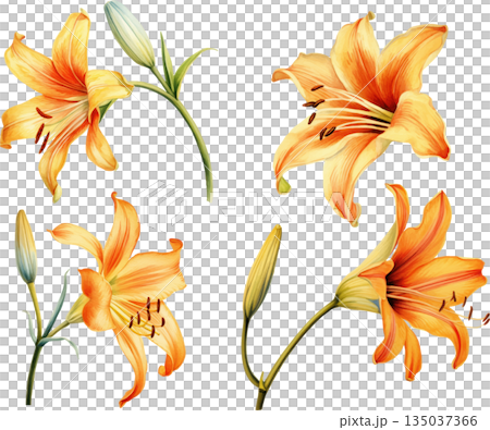 一組水彩插畫,描繪了橙色百合花,背景為白色,優雅的百合花設計元素。 一組水彩插畫,描繪了橙色百合花,背景為白色,優雅的百合花設計元素。 135037366