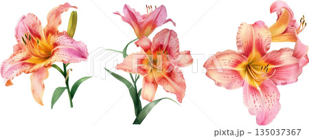白背景に隔離されたピンクとオレンジのユリの水彩画イラストセット、優雅な百合の花のデザイン素材 135037367