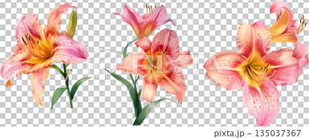 白背景に隔離されたピンクとオレンジのユリの水彩画イラストセット、優雅な百合の花のデザイン素材 135037367