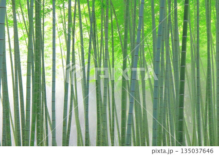 竹林に降る雪(冬イメージ・背景素材) 竹林に降る雪(冬イメージ・背景素材) 135037646