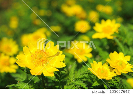 満開の福寿草（早春イメージ） 135037647