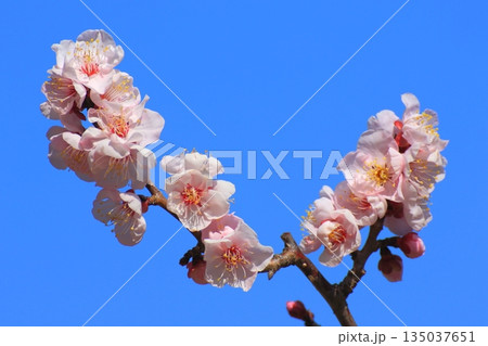 梅の花と青空(早春イメージ) 梅の花と青空(早春イメージ) 135037651