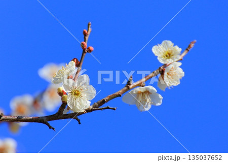 梅の花と青空（早春イメージ） 135037652