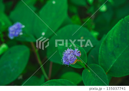 咲き始めのタマアジサイの花 咲き始めのタマアジサイの花 135037741