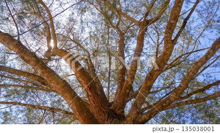Spreading Branches of Tropical Pine Tree Under Clear Blue Sky 135038001