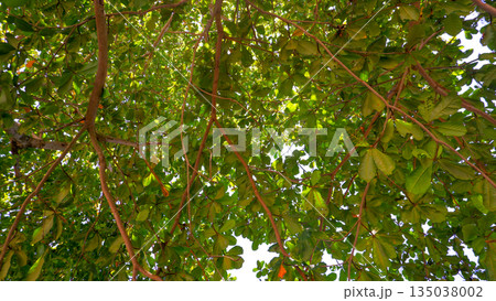 Lush Green Leaf Canopy of Tropical Beach Tree Under Sunlight 135038002