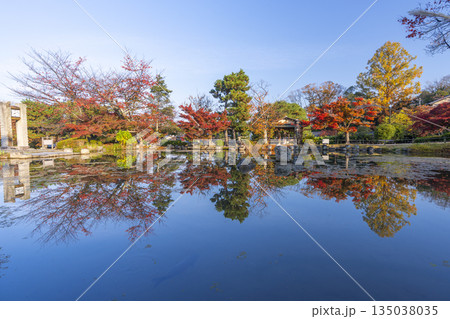 京都　円山公園　秋の日本庭園 135038035