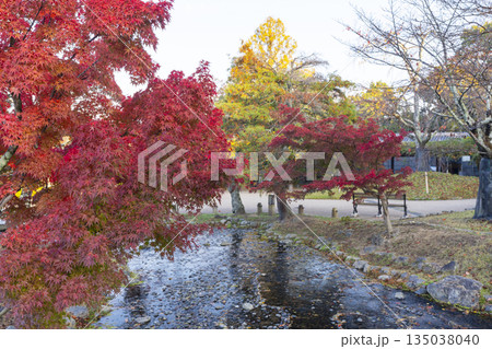 京都 円山公園 秋の日本庭園 京都 円山公園 秋の日本庭園 135038040