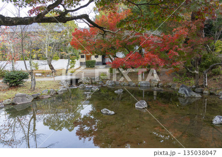 京都 円山公園 秋の日本庭園 京都 円山公園 秋の日本庭園 135038047