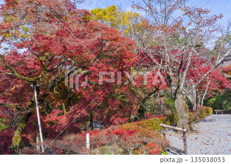 京都 円山公園 秋の日本庭園 京都 円山公園 秋の日本庭園 135038053