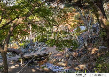 京都　円山公園　秋の日本庭園 135038055