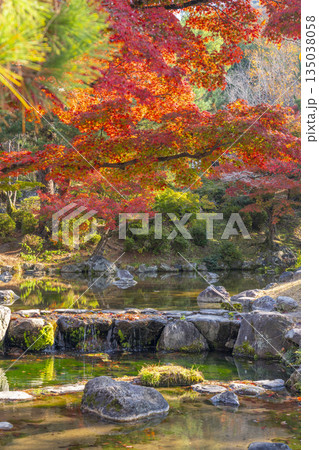 京都　円山公園　秋の日本庭園 135038058