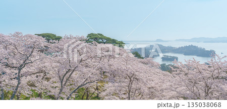 Matsushima Bay and Sakura cherry blossoms in Spring from Saigyo modoshi no matsu park near Sendai city, Miyagi Prefecture, Tohoku, Japan. Landmark and famous for tourists attraction. Japan travel 135038068