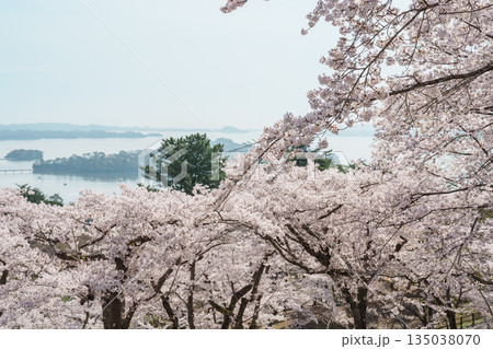 Matsushima Bay and Sakura cherry blossoms in Spring from Saigyo modoshi no matsu park near Sendai city, Miyagi Prefecture, Tohoku, Japan. Landmark and famous for tourists attraction. Japan travel 135038070