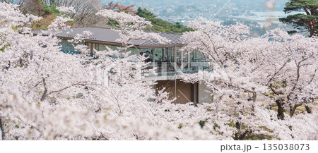 Matsushima Bay and Sakura cherry blossoms in Spring from Saigyo modoshi no matsu park near Sendai city, Miyagi Prefecture, Tohoku, Japan. Landmark and famous for tourists attraction. Japan travel Matsushima Bay and Sakura cherry blossoms in Spring from Saigyo modoshi no matsu park near Sendai city, Miyagi Prefecture, Tohoku, Japan. Landmark and famous for tourists attraction. Japan travel 135038073