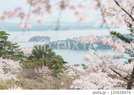 Matsushima Bay and Sakura cherry blossoms in Spring from Saigyo modoshi no matsu park near Sendai city, Miyagi Prefecture, Tohoku, Japan. Landmark and famous for tourists attraction. Japan travel 135038074
