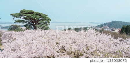Matsushima Bay and Sakura cherry blossoms in Spring from Saigyo modoshi no matsu park near Sendai city, Miyagi Prefecture, Tohoku, Japan. Landmark and famous for tourists attraction. Japan travel 135038076