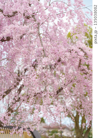 Shidarezakura tree blooming in Kajo Park Yamagata Castle Ruins, pink Sakura Cherry Blossom in Spring season, Yamagata prefecture, Tohoku, Japan. famous Landmark for Travel and Vacation Shidarezakura tree blooming in Kajo Park Yamagata Castle Ruins, pink Sakura Cherry Blossom in Spring season, Yamagata prefecture, Tohoku, Japan. famous Landmark for Travel and Vacation 135038082