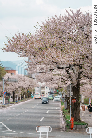 Sakura Cherry Blossom road in Spring season near Kajo Park Yamagata Castle Ruins, famous landmark in Yamagata prefecture, Tohoku, Japan. Travel and Vacation in Japan concept Sakura Cherry Blossom road in Spring season near Kajo Park Yamagata Castle Ruins, famous landmark in Yamagata prefecture, Tohoku, Japan. Travel and Vacation in Japan concept 135038084