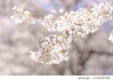 beautiful Spring day, Cherry blossom against blue sky in park, Somei Yoshino Sakura blooming in sunshine day. Japan Travel background, template and wallpaper for spring season and Hanami picnic 135038109