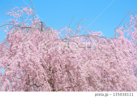 beautiful Spring day, Cherry blossom against blue sky in park, Shidarezakura Weeping Sakura blooming in sunshine day. Japan Travel background, template and wallpaper for spring season and Hanami beautiful Spring day, Cherry blossom against blue sky in park, Shidarezakura Weeping Sakura blooming in sunshine day. Japan Travel background, template and wallpaper for spring season and Hanami 135038111
