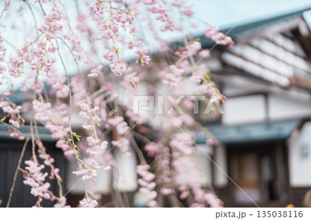 Beautiful Shidarezakura weeping Sakura Cherry Blossom in Kakunodate Samurai village or Little Kyoto in Kakunodate town, Semboku District, Akita Prefecture, Japan. Landmark and Vacation Beautiful Shidarezakura weeping Sakura Cherry Blossom in Kakunodate Samurai village or Little Kyoto in Kakunodate town, Semboku District, Akita Prefecture, Japan. Landmark and Vacation 135038116