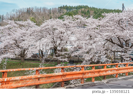 Beautiful Sakura Cherry Blossom in Hinokinai River riverbank in Kakunodate town, Semboku District, Akita Prefecture, Japan. Landmark and Vacation in spring season Beautiful Sakura Cherry Blossom in Hinokinai River riverbank in Kakunodate town, Semboku District, Akita Prefecture, Japan. Landmark and Vacation in spring season 135038121