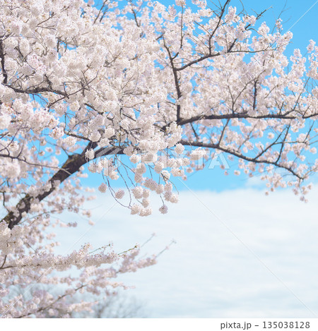 beautiful Spring day, Cherry blossom against blue sky in park, Somei Yoshino Sakura blooming in sunshine day. Japan Travel background, template and wallpaper for spring season and Hanami picnic beautiful Spring day, Cherry blossom against blue sky in park, Somei Yoshino Sakura blooming in sunshine day. Japan Travel background, template and wallpaper for spring season and Hanami picnic 135038128