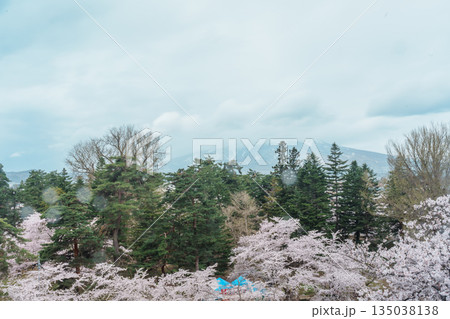 Beautiful Sakura Cherry Blossom and Iwaki mount in Hirosaki Castle park, traveling in Hirosaki city, Aomori, Tohoku, Japan. Landmark famous in Japan. Travel and Vacation destination Beautiful Sakura Cherry Blossom and Iwaki mount in Hirosaki Castle park, traveling in Hirosaki city, Aomori, Tohoku, Japan. Landmark famous in Japan. Travel and Vacation destination 135038138