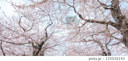Beautiful Sakura Cherry Blossom in Spring season. Goryokaku Tower park in Hakodate city, Hokkaido prefecture, Japan. famous Landmark, Japan Travel and Vacation destination Beautiful Sakura Cherry Blossom in Spring season. Goryokaku Tower park in Hakodate city, Hokkaido prefecture, Japan. famous Landmark, Japan Travel and Vacation destination 135038143