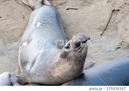 At the Elephant Seal Vista Point 135038167