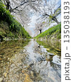 澄んだ小川から見上げる桜たち 135038193
