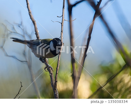 枝にとまるシジュウカラ 枝にとまるシジュウカラ 135038334