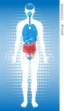 Human Body Silhouette with Highlighted Internal Organs Diagram Human Body Silhouette with Highlighted Internal Organs Diagram 135038409