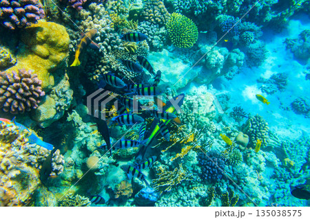 Different tropical fish at coral reef in the Red sea in Ras Mohammed national park, Sinai peninsula in Egypt Different tropical fish at coral reef in the Red sea in Ras Mohammed national park, Sinai peninsula in Egypt 135038575