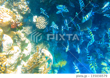 Masked puffer (Arothron diadematus) and Indo-Pacific sergeants (Abudefduf vaigiensis) on coral reef in the Red sea in Ras Mohammed national park, Sinai peninsula in Egypt 135038579