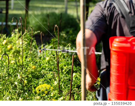 An elderly man, a summer resident, treats tomatoes at his dacha with a modern sprayer against late blight. Protection and treatment of plants at the dacha with chemicals. Copy space for text An elderly man, a summer resident, treats tomatoes at his dacha with a modern sprayer against late blight. Protection and treatment of plants at the dacha with chemicals. Copy space for text 135039420