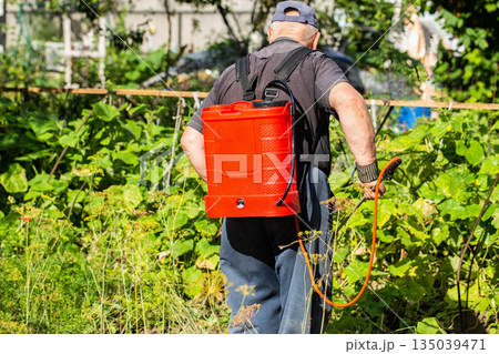 An elderly man, a summer resident, uses a battery-powered sprayer to treat cucumber plants with boric acid in the summer for crop yields and parasites. Copy space for text 135039471