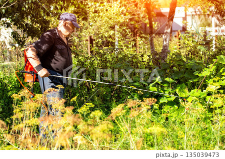 An elderly man with a red sprayer treats plants with ammonia to protect them from diseases and pests at his dacha. Copy space for text, industry 135039473